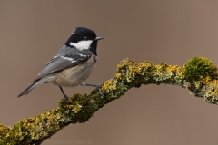 146 Tannenmeise - Parus ater